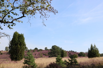 Blick auf den Wilseder Berg in der Lüneburger Heide im Sommer