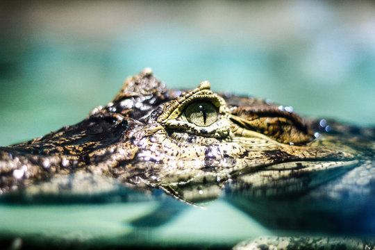 Alligator