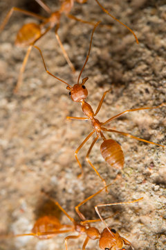 red imported fire ant on the floor, macro image
