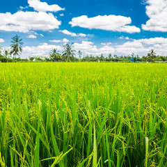 Fototapeta na wymiar Green fresh paddy rice field and blue sky