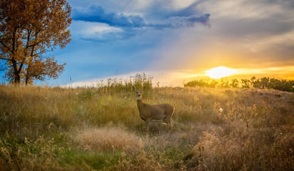 Rocky Mountain Arsenal Colorado
