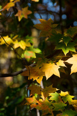 黄色く色づいたカエデの葉