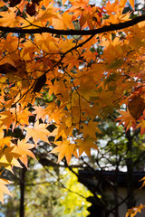 黄色く色づいたモミジの葉