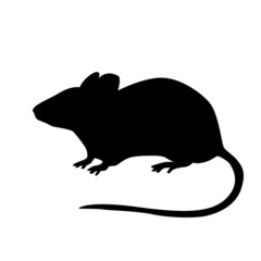 vector illustration of a rat