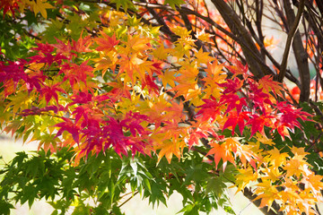 色づいたカエデの葉