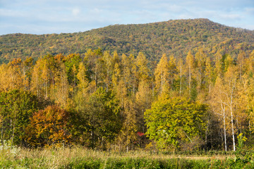 Fototapeta premium 秋の野山