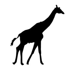 silhouette of giraffe