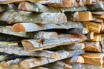 harvesting firewood for the winter