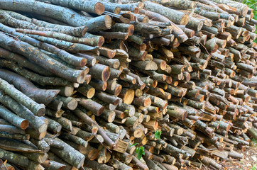 harvesting firewood for the winter
