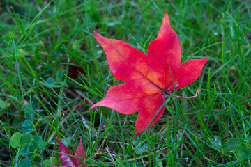 緑の芝生の上の赤いカエデの葉