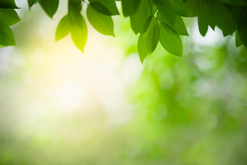 Naklejka premium Nature of green leaf in garden at summer. Natural green leaves plants using as spring background cover page greenery environment ecology wallpaper