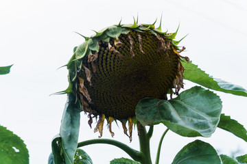 Ripened sunflower head with seeds in the village garden.