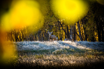 Rocky Mountain Arsenal Colorado