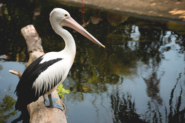pelican