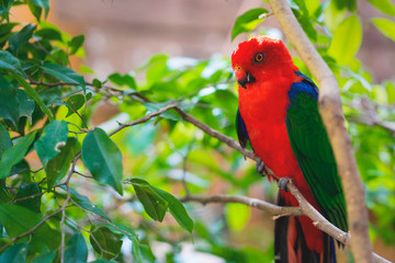 parrot