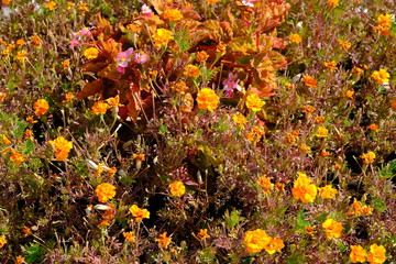  Bright flowers in a city park