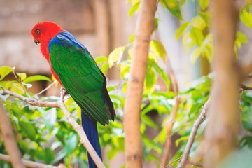 parrot