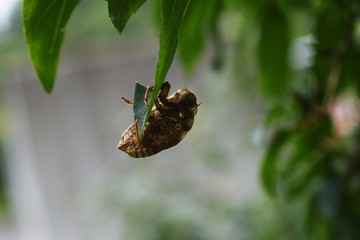 A cicada shell remains clinging to a leaf or branch of a tree.