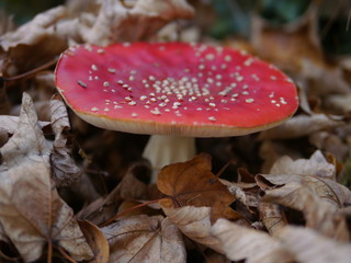 Fliegenpilz im Herbstlaub