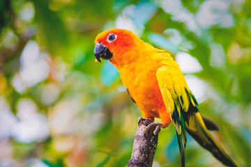 parrot