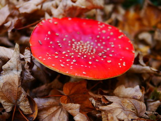 Fliegenpilz im Herbstlaub