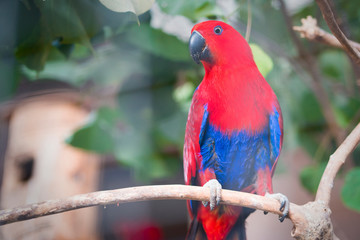red blue parrot