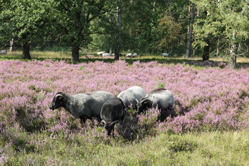 Heidschnucken in der Lüneburger Heide 