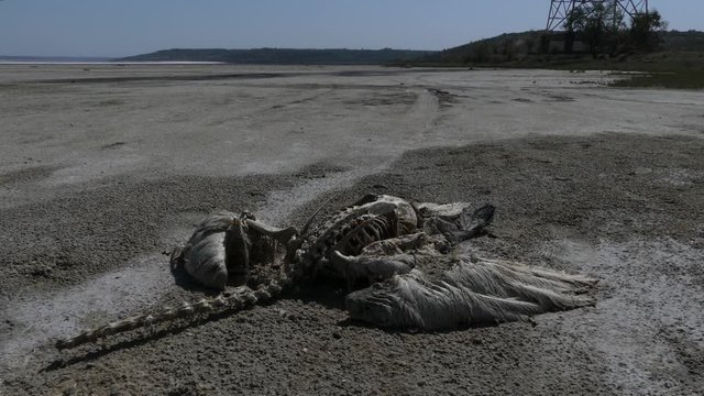 Global warming is causing hot summers and droughts in some regions of Europe in 2019. For example, in Ukraine, in the middle of summer, many ponds dried up. 
