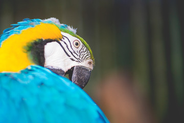 parrot
