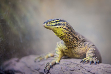 lizard