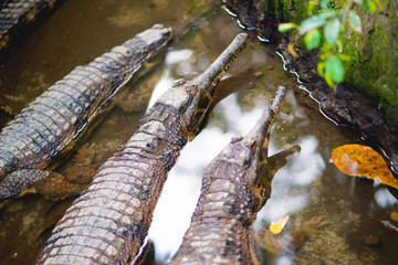 crocodiles