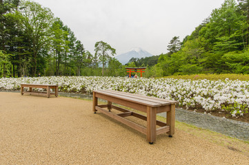 Wooden bench in garden