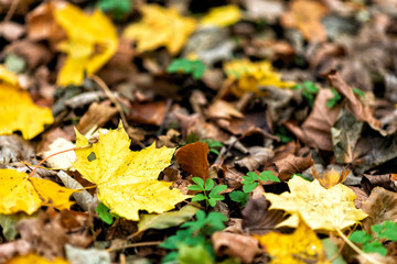 follage in autumn in Europe