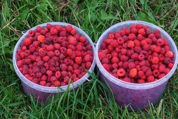 Two buckets of red juicy raspberries. Rich harvest.
