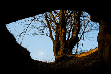 The eye of nature - A tree seen from a cave