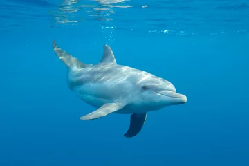 Poster Im Rahmen Unterwasserwelt ein Delfin schwimmt im Meer © Globus 60