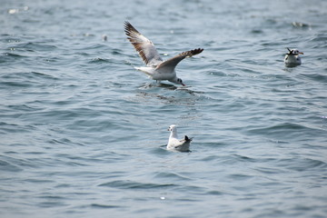 seagull flying over water