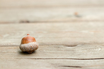 acorn on wooden background
