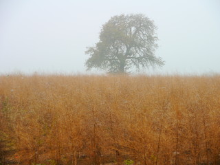 Baum hinter vergilbtem Spargel im Herbstnebel