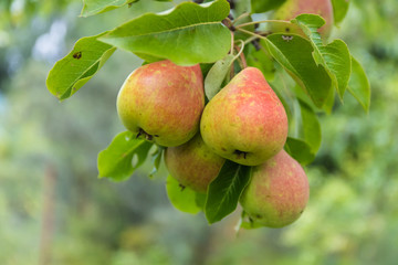 Ripe pears on the tree