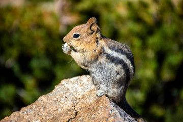 Chipmunk Nibbles Food