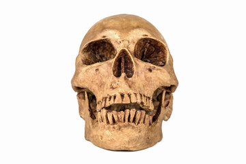 Front view of Skull on white background .