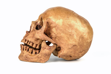 Side view of Skull on white background