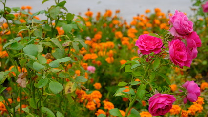  Bright flowers in a city park