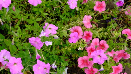 Bright flowers in a city park