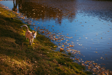 Dog of an incredible breed, walks by nature