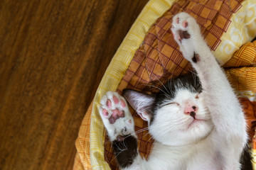 lazy kitten cat relaxes sleeping in the blanket on the wooden floor with warm sunlight at sunday morning with copy space, selective focus.