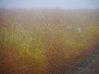 Obraz premium gelbe Spargel-Bäumchen im Herbstnebel