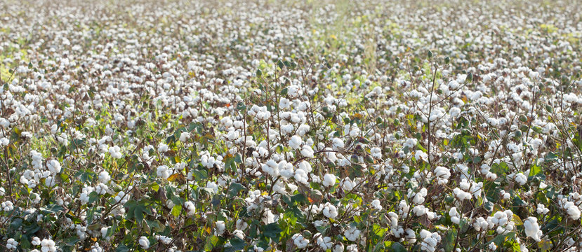 cotton field cultivated farming