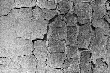 cracked tree bark, background image